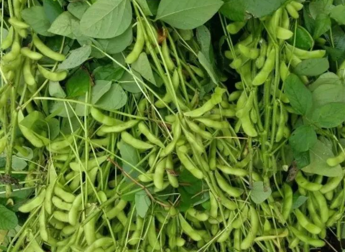 大豆属于什么作物