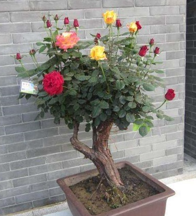 月季老桩怎么养 养出造型