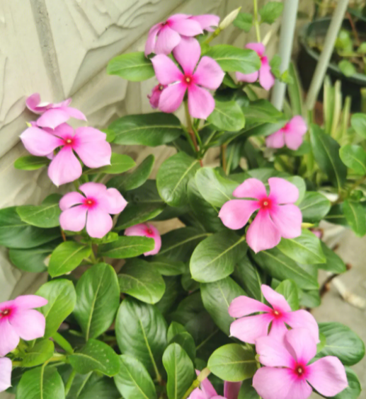 长春花花谢后怎么处理 花谢后养护方法
