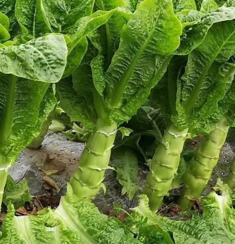 莴笋种植时间与生长期 什么时候栽种最好