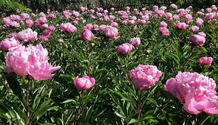 芍药什么季节种植最好