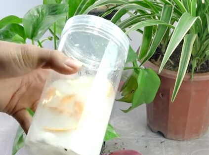 牛奶可以浇植物吗 牛奶浇植物的正确方法