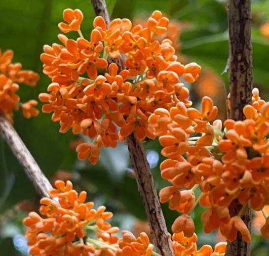 牛奶可以浇桂花吗 牛奶浇桂花的正确方法