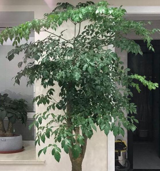 幸福树能晒太阳吗