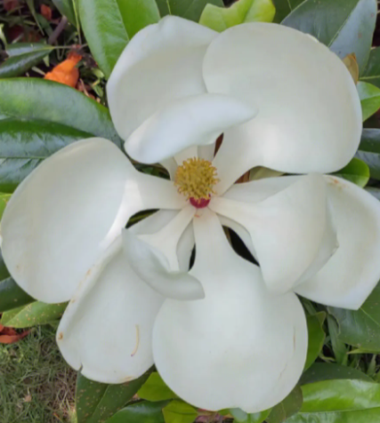 白兰花花谢后怎么处理 花谢后养护方法
