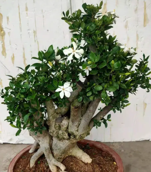 栀子花老桩怎么养 养出造型