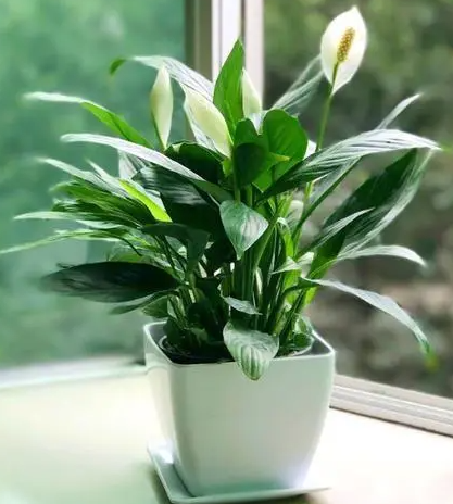 一帆风顺什么时候分盆最合适 容易成活