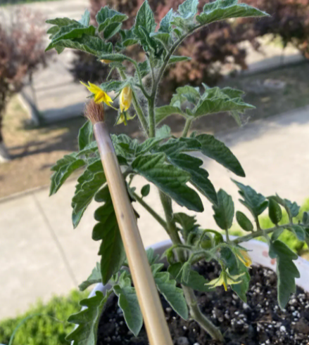 小番茄开花后怎么修剪 开完花后剪枝方法