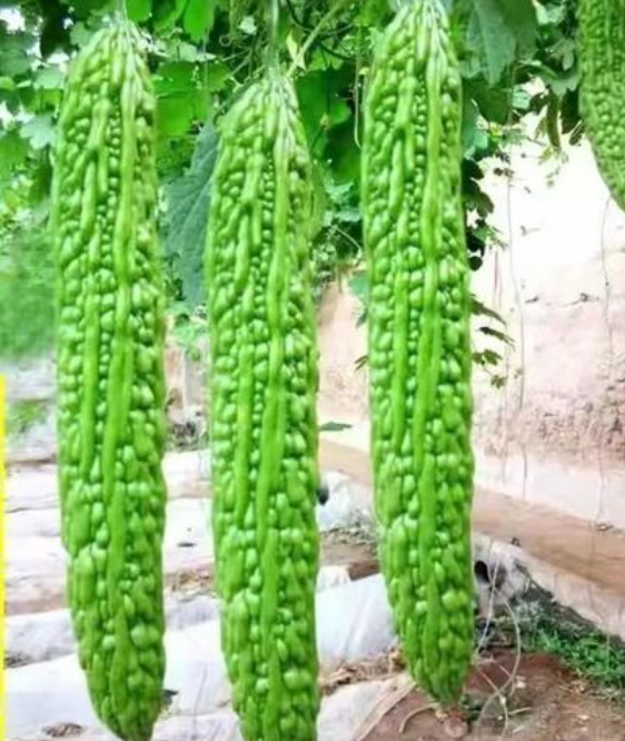 苦瓜籽能种吗 什么时候种最好