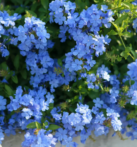 蓝雪花花谢后怎么处理 花谢后养护方法