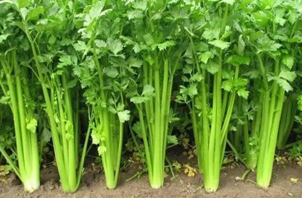 芹菜属于经济作物吗 属于什么作物