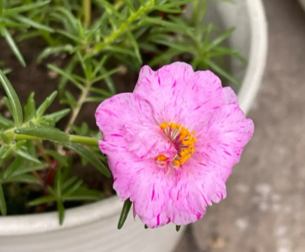 太阳花花谢后怎么处理 花谢后养护方法