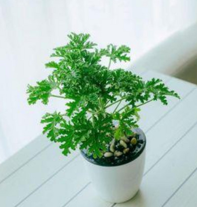 驱蚊草浇水时间 浇水的正确方法和注意事项