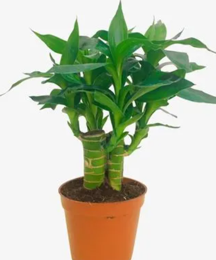 观音竹怎么养长得快又旺盛
