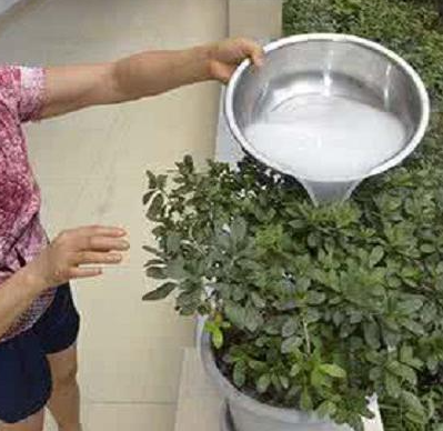 牛奶可以浇花吗 牛奶浇花的正确方法