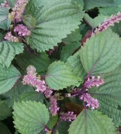 紫苏什么季节种植合适