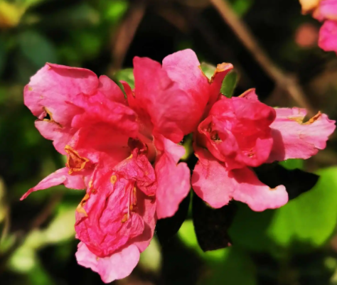 杜鹃花喜光吗