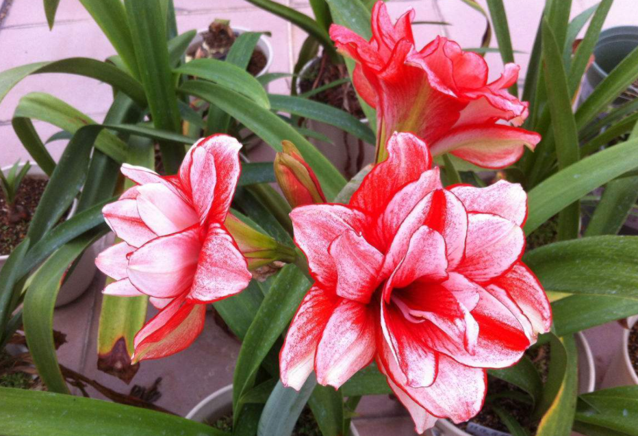朱顶红什么季节种植好
