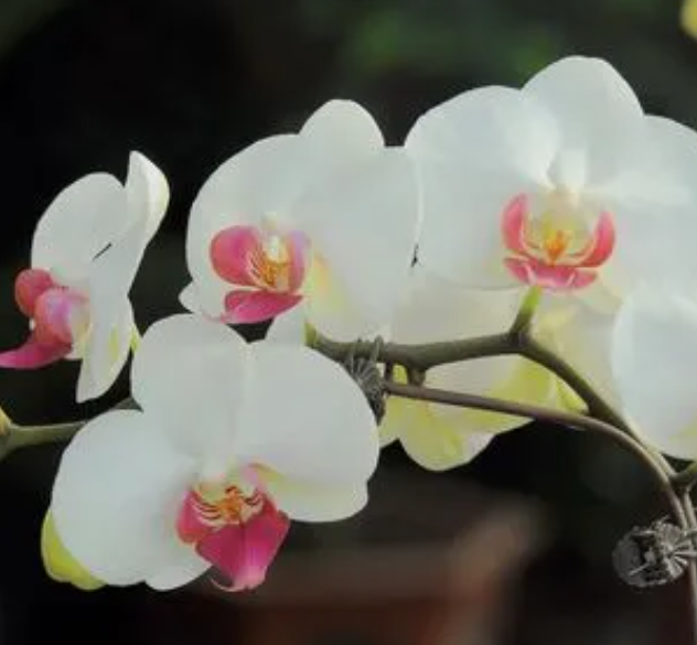 蝴蝶兰喜光吗