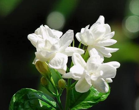 茉莉花浇水的正确方法是什么