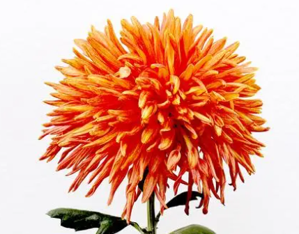 菊花浇什么水好