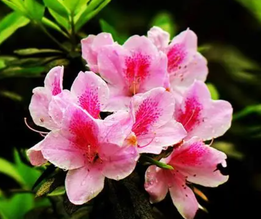 杜鹃花适合什么环境生长