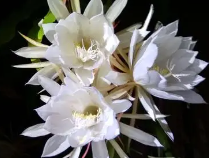 昙花开花后怎么修剪