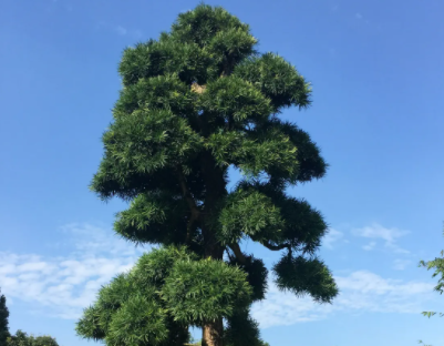 罗汉松什么时候嫁接成活率高