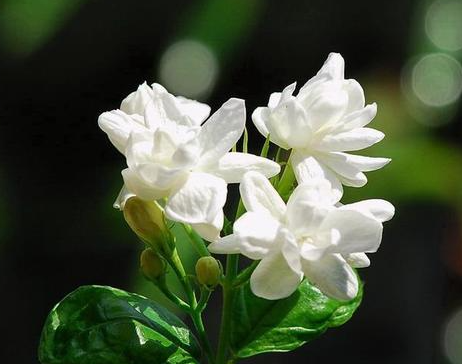 茉莉花适合什么环境生长