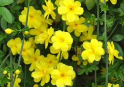 迎春花浇什么水好