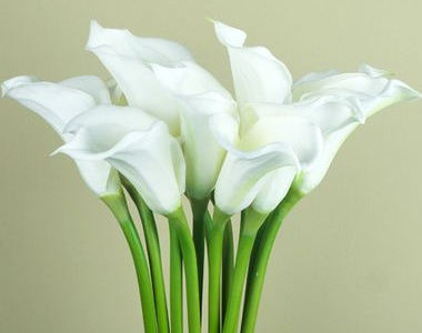 马蹄莲浇水时间是什么时候