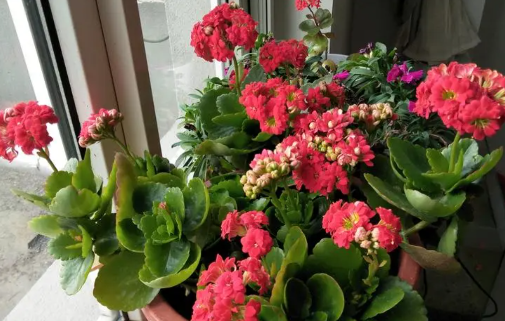 长寿花浇水要浇透吗 浇水浇多少合适