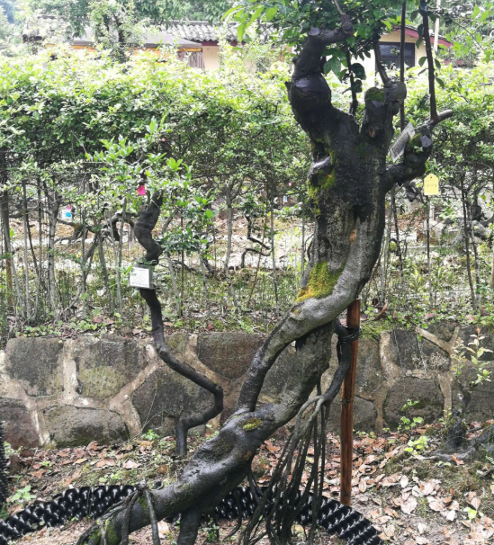 金弹子什么时候嫁接成活率高