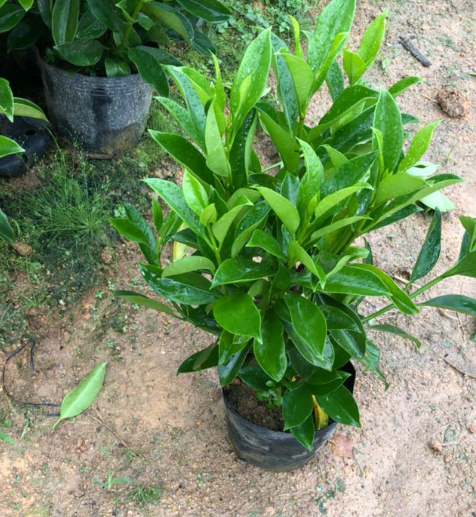 非洲茉莉浇水的正确方法 浇水原则及注意事项