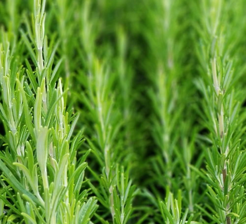 迷迭香适合什么环境生长 养殖环境条件