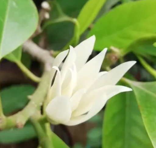 白兰花上盆时间与养护方法