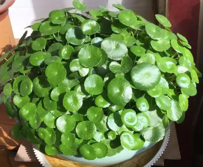 铜钱草用什么土养好
