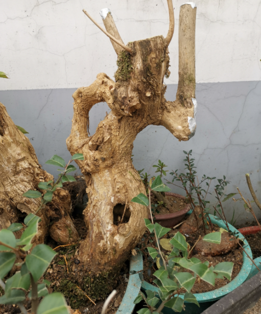 下山黄荆桩上盆时间与养护方法