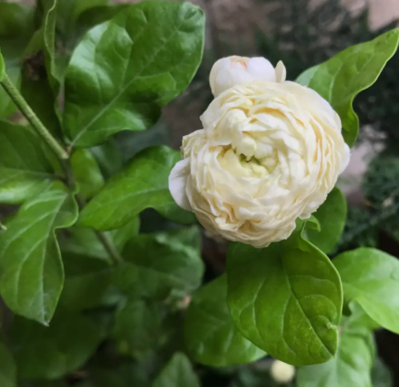 虎头茉莉用什么土养好