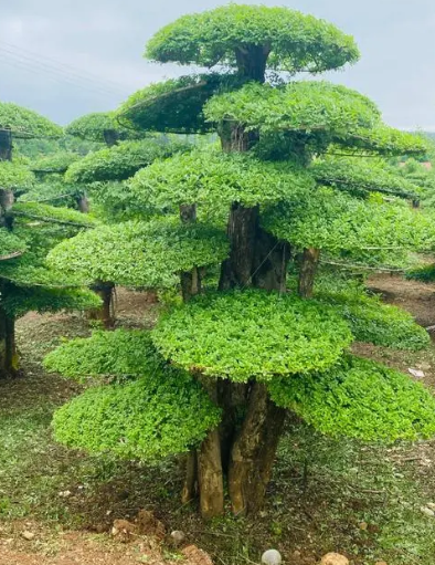 对节白蜡上盆时间与养护方法