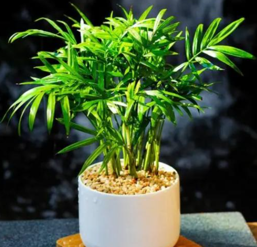 袖珍椰子用什么土养好