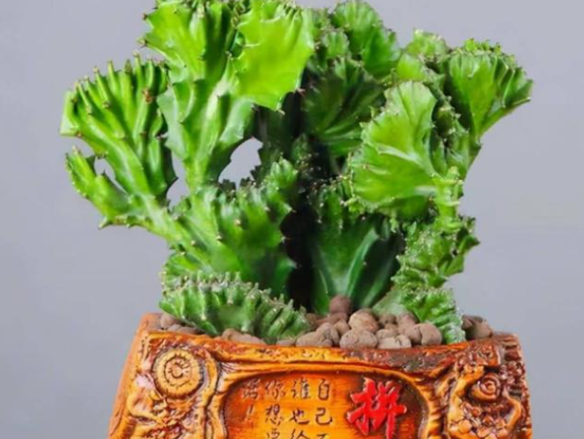 玉麒麟上盆时间与养护方法