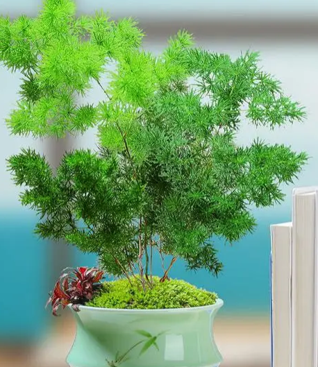 蓬莱松上盆时间与养护方法