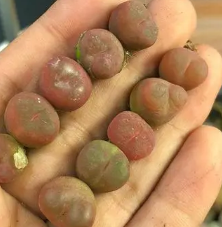毛汉尼上盆时间与养护方法