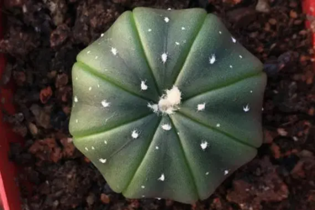 星兜上盆时间与养护方法
