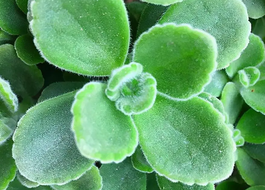 一抹香多久浇一次水