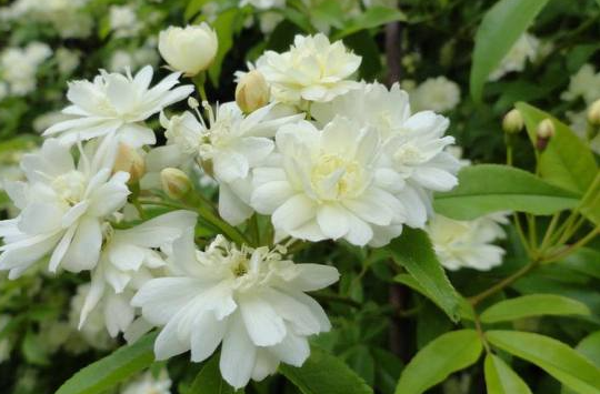 木香花几月份扦插最好