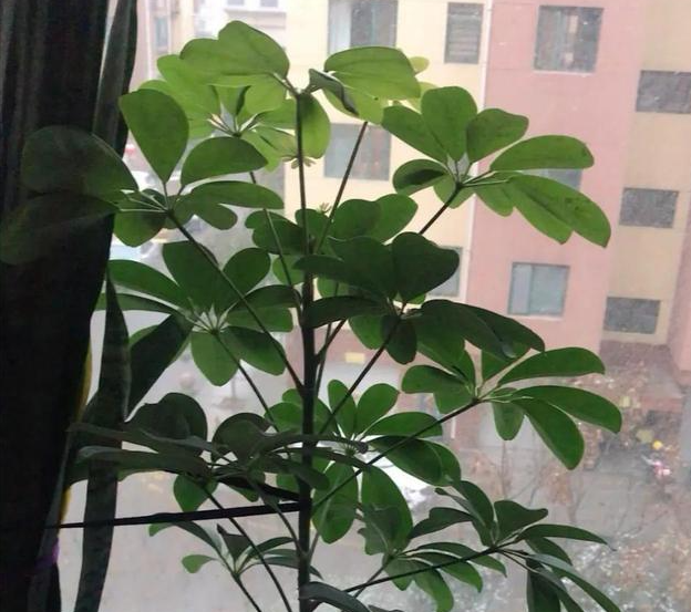鸭脚木多久浇一次水