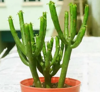 光棍树多久浇一次水