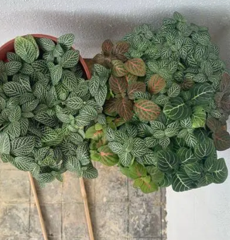 网纹草摘心打顶时间与方法